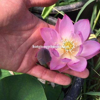 10 Hạt - Hạt Giống Hoa Sen Mini Nhật Mix Phương Nam