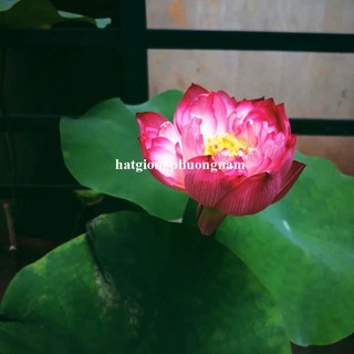 10 Hạt - Hạt Giống Hoa Sen Mini Nhật Mix Phương Nam