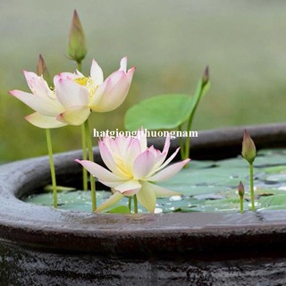 10 Hạt - Hạt Giống Hoa Sen Mini Nhật Mix Phương Nam