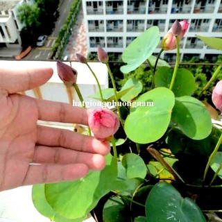 10 Hạt - Hạt Giống Hoa Sen Mini Nhật Mix Phương Nam