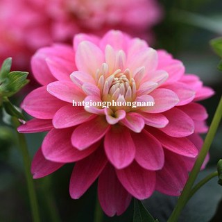0,5 Gram - Hạt Giống Hoa Thược Dược Cao Lỡ Mix Phương Nam