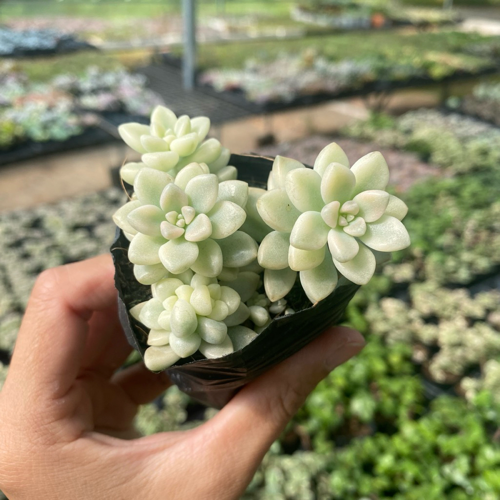 Sen đá kim tuyến mini var size bầu 4-5cm ship xa dễ rụng đọc kĩ mô tả