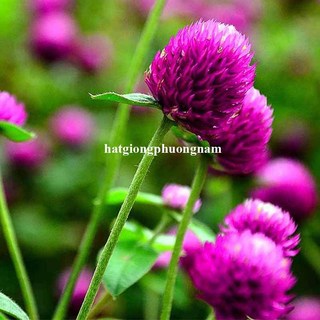 1 Gram - Hạt Giống Hoa Cúc Nút Áo (Bách Nhật)Tím Phương Nam