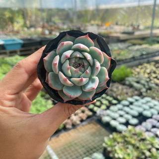 Sen đá bánh bao lửa size bầu 4-5cm cây cảnh trang trí SENDABL