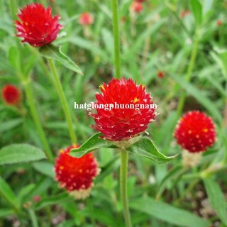 1 Gram - Hạt Giống Hoa Cúc Nút Áo (Bách Nhật) Đỏ Phương Nam