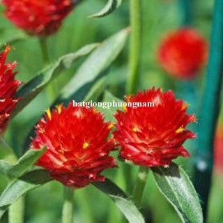 1 Gram - Hạt Giống Hoa Cúc Nút Áo (Bách Nhật) Đỏ Phương Nam