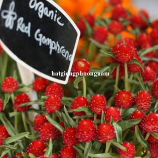 1 Gram - Hạt Giống Hoa Cúc Nút Áo (Bách Nhật) Đỏ Phương Nam