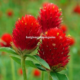 1 Gram - Hạt Giống Hoa Cúc Nút Áo (Bách Nhật) Đỏ Phương Nam