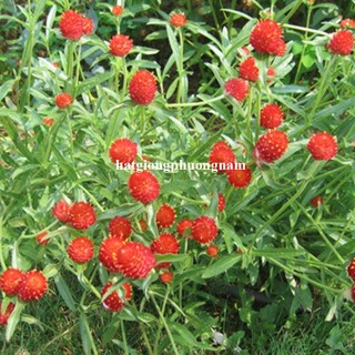 1 Gram - Hạt Giống Hoa Cúc Nút Áo (Bách Nhật) Đỏ Phương Nam