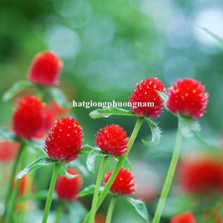 1 Gram - Hạt Giống Hoa Cúc Nút Áo (Bách Nhật) Đỏ Phương Nam