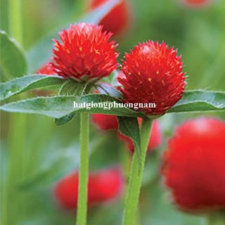 1 Gram - Hạt Giống Hoa Cúc Nút Áo (Bách Nhật) Đỏ Phương Nam