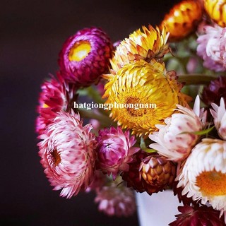 1 Gram - Hạt Giống Hoa Bất Tử Mix Phương Nam