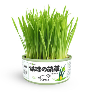 🌾BỘ KIT TRỒNG CỎ CHO MÈO👍😘