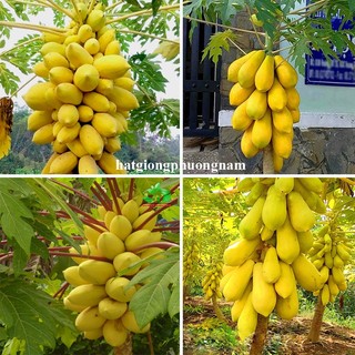 10 Hạt - Hạt Giống Đu Đủ Vỏ Vàng F1 Phương Nam