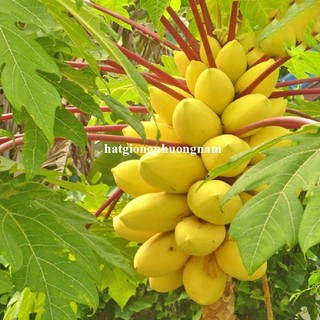 10 Hạt - Hạt Giống Đu Đủ Vỏ Vàng F1 Phương Nam