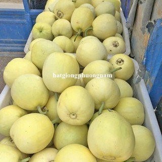 Hạt Giống Dưa Lê Các Loại Phương Nam