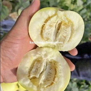 Hạt Giống Dưa Lê Các Loại Phương Nam