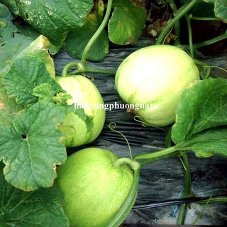Hạt Giống Dưa Lê Các Loại Phương Nam