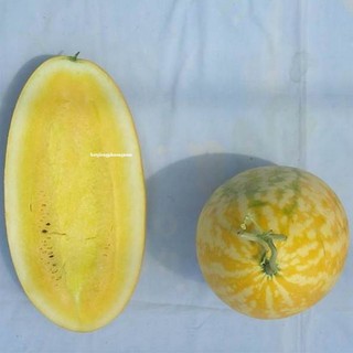 Hạt Giống Dưa Hấu Thỏi Vàng - 5h Phương Nam