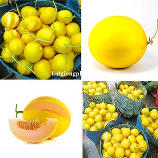 10 Hạt - Hạt Giống Dưa Lê Kim Hoàng Hậu / Hoàng Đế  F1 Phương Nam