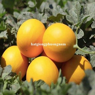 10 Hạt - Hạt Giống Dưa Lê Kim Hoàng Hậu / Hoàng Đế  F1 Phương Nam
