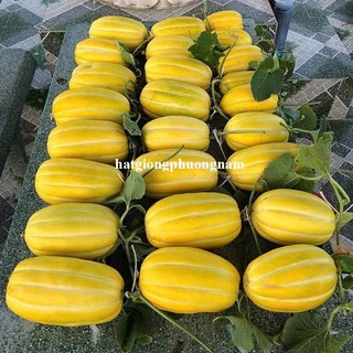 10 Hạt - Hạt Giống Dưa Lê Hàn Quốc Phương Nam