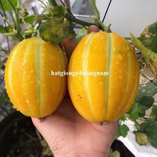 10 Hạt - Hạt Giống Dưa Lê Hàn Quốc Phương Nam
