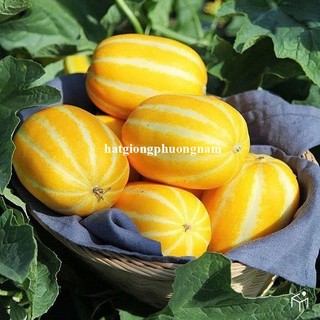 10 Hạt - Hạt Giống Dưa Lê Hàn Quốc Phương Nam