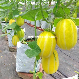 10 Hạt - Hạt Giống Dưa Lê Hàn Quốc Phương Nam