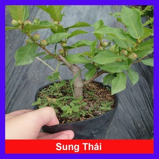  Chậu Cây Sung Thái - cây giống ăn quả - sung siêu trái đang cho quả - cây cảnh để bàn 