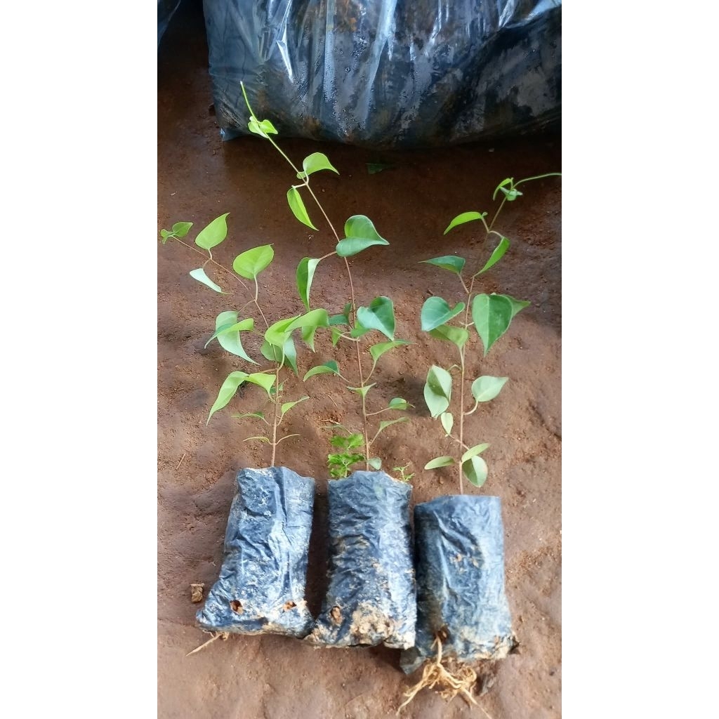 Combo 3 cây giống lá giang chua