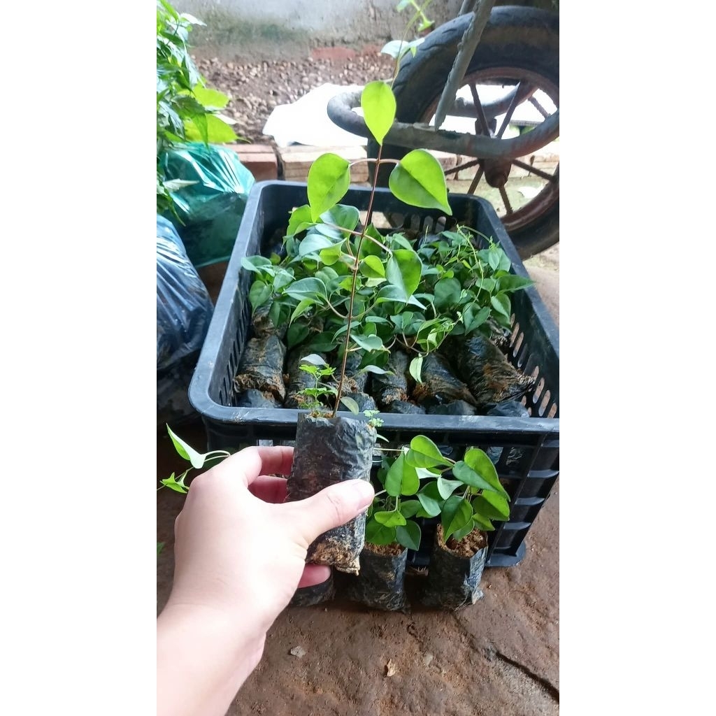 Cây giống lá giang chua