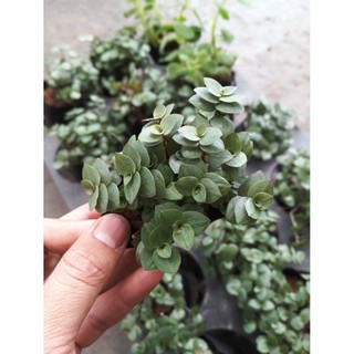 Combo 3 Cây Ổn Định Đường Huyết – Cỏ Ngọt, Thài Lài, Bầu Đất Tím – Cây dược liệu quý Trồng Tại Nhà