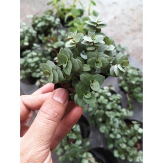Combo 3 Cây Ổn Định Đường Huyết – Cỏ Ngọt, Thài Lài, Bầu Đất Tím – Cây dược liệu quý Trồng Tại Nhà