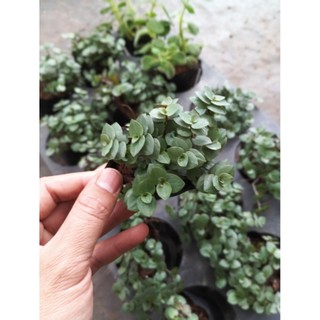 Combo 3 Cây Ổn Định Đường Huyết – Cỏ Ngọt, Thài Lài, Bầu Đất Tím – Cây dược liệu quý Trồng Tại Nhà