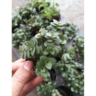 Combo 3 Cây Ổn Định Đường Huyết – Cỏ Ngọt, Thài Lài, Bầu Đất Tím – Cây dược liệu quý Trồng Tại Nhà