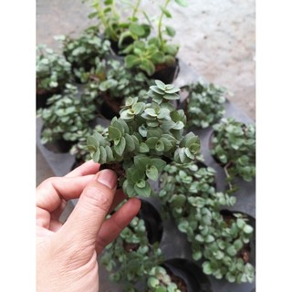 Combo 3 Cây Ổn Định Đường Huyết – Cỏ Ngọt, Thài Lài, Bầu Đất Tím – Cây dược liệu quý Trồng Tại Nhà