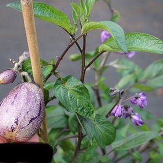Chậu Dưa Pepino Tím – Cây Giống Ăn Trái Độc Lạ, Trái Ngọt Thanh Mát, Dễ Trồng