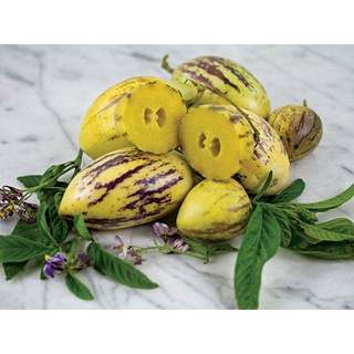 Chậu Dưa Pepino Tím – Cây Giống Ăn Trái Độc Lạ, Trái Ngọt Thanh Mát, Dễ Trồng