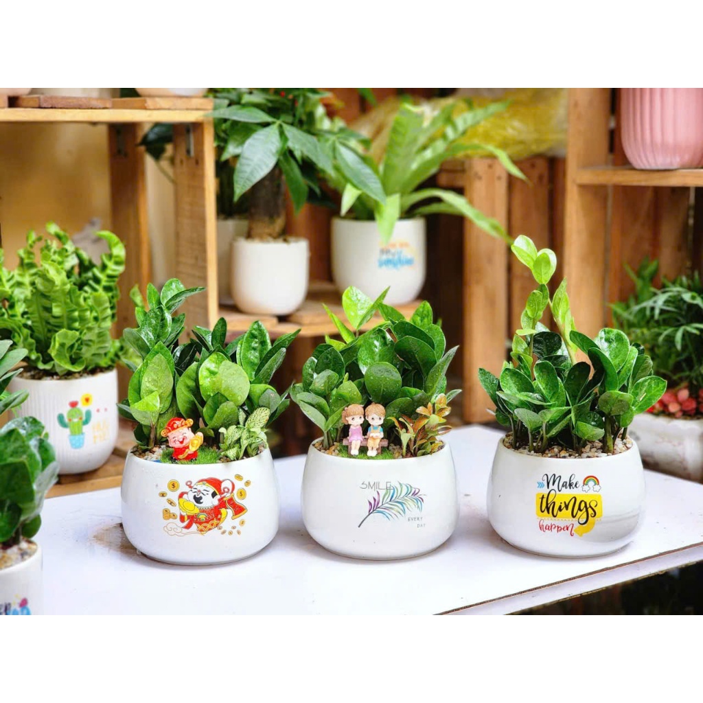 Chậu trồng cây sứ Bát Tràng hình hạt rẻ, kích thước | Living Decor