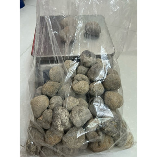 100g Hải sâm dừa xuất khẩu size lớn 3-4 con/100gr_dùng chế biến món ăn.