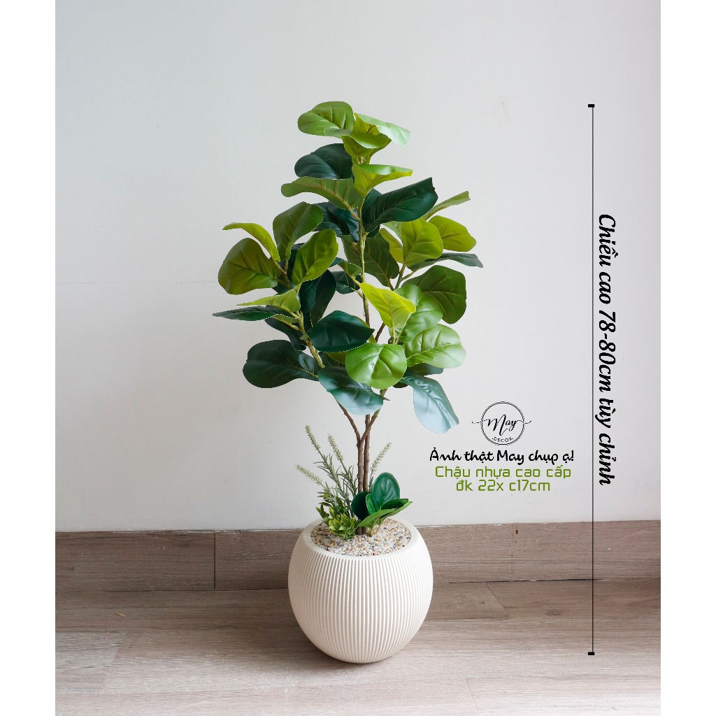 [Cây giả cao cấp] Set chậu cây bàng non singapore