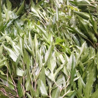 Lá Đinh Lăng Nếp tươi 500gr