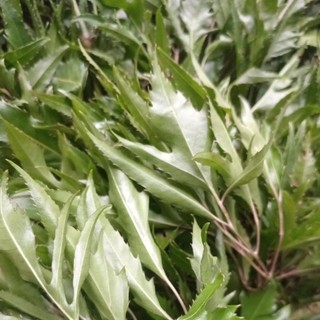 Lá Đinh Lăng Nếp tươi 500gr