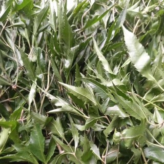 Lá Đinh Lăng Nếp tươi 500gr