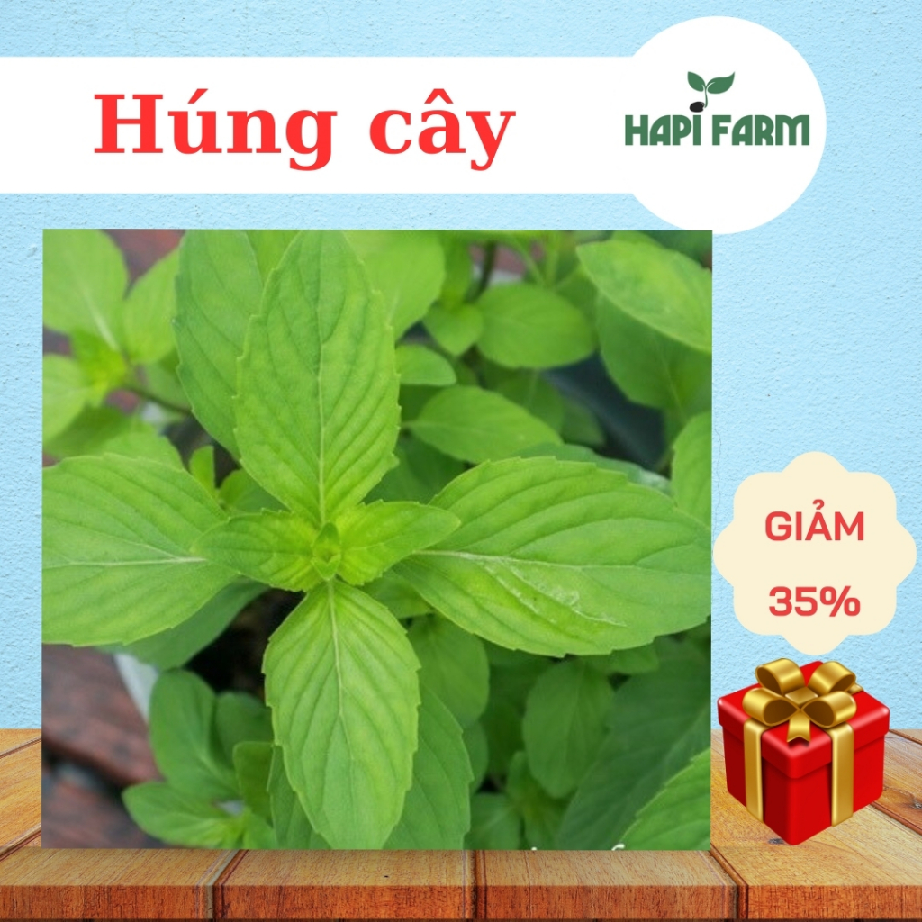 Hạt Giống Rau Húng Cây- Lá Nhỏ, Thân Cứng, Rất Thơm, Ăn Bún, Phở, Cuốn Đều Tuyệt TR25