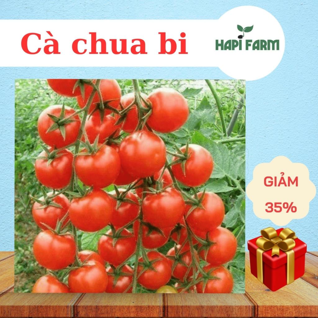 Hạt Giống Cà Chua Bi -Trái Nhỏ Xinh, Ngọt Thanh, Cây Dễ Trồng, Dễ Chăm TC26