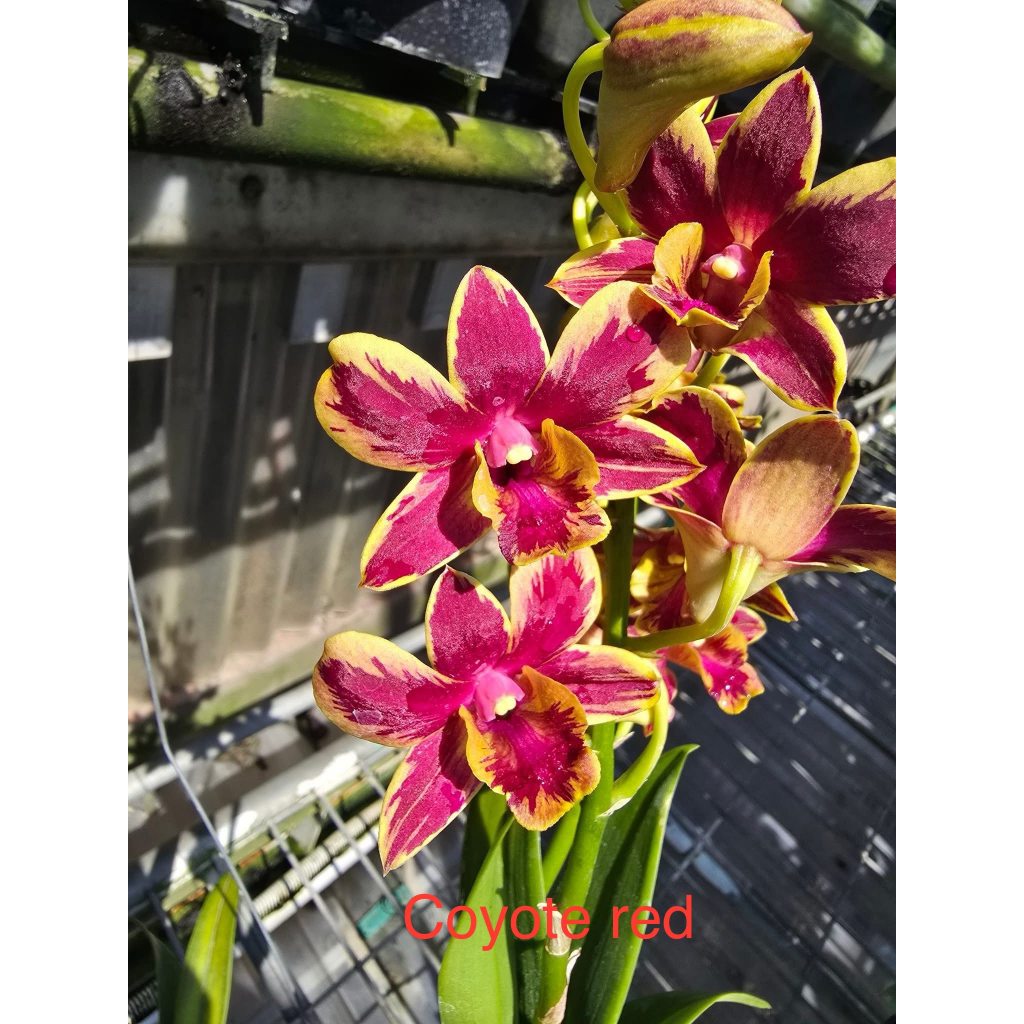 Cây giống lan dendro Coyote red lai (cây con xổ mặt hoa)