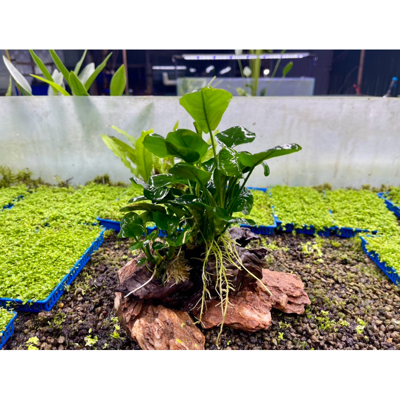 Ráy lá tròn gắn giá thể lũa mini