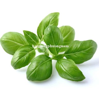 0,5 Gram - Hạt Giống Húng Tây Basilý Phương Nam